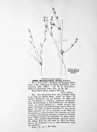 Tolyposporium junci image